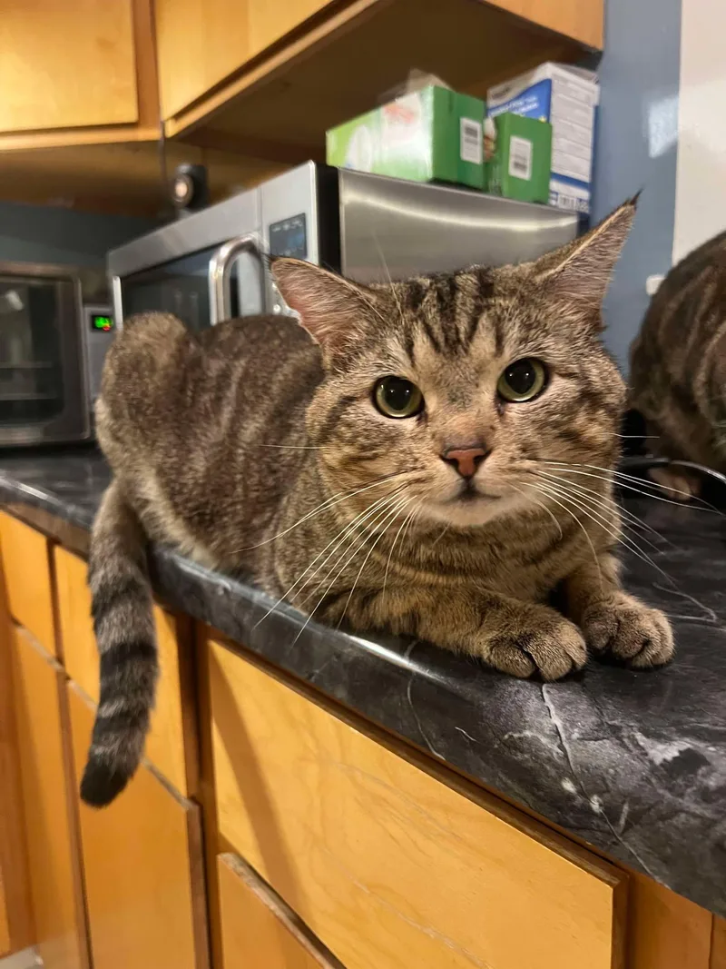 An adult small-sized male Tabby cat named Dinty Moore for adoption in Capshaw, AL
