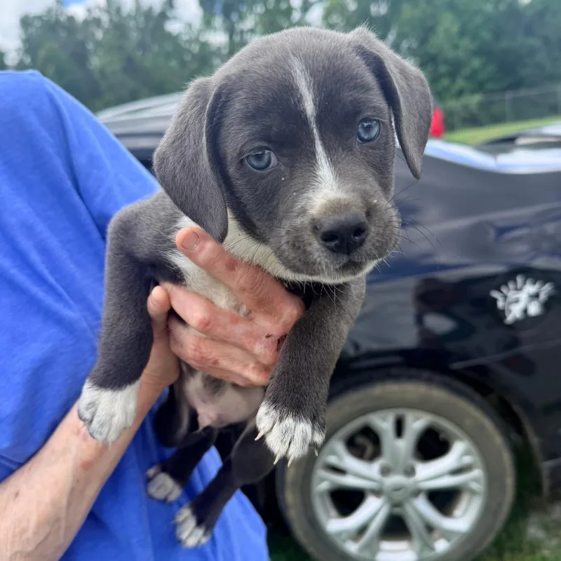 A baby small-sized male Gray / Blue / Silver Mixed Breed dog named Boston for adoption in Corinth, MS