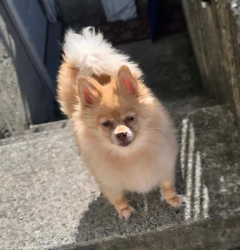 An adult small-sized female Apricot / Beige Pomeranian dog named Mini for adoption in Staten Island, NY