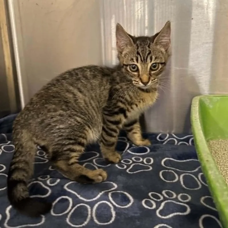 A baby small-sized male Tabby (Brown / Chocolate) Tabby cat named Ashby for adoption in Antioch, CA
