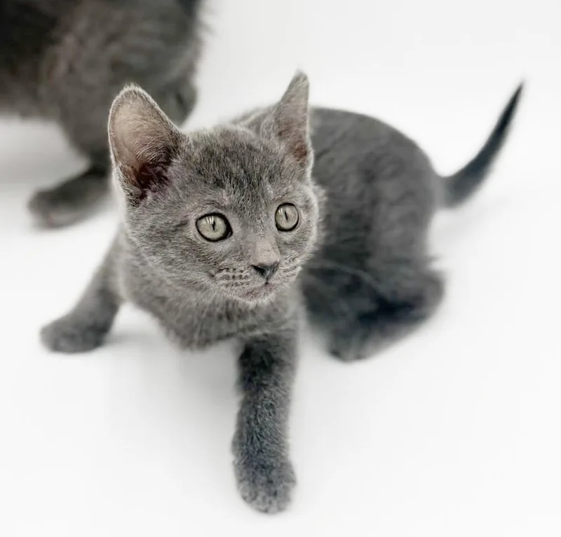 A baby small-sized female Gray / Blue / Silver Russian Blue cat named Bramble Is Omg Smooshy for adoption in Bedford Hills, NY
