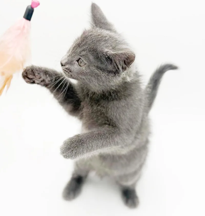 Bramble Is Omg Smooshy thumbnail 2