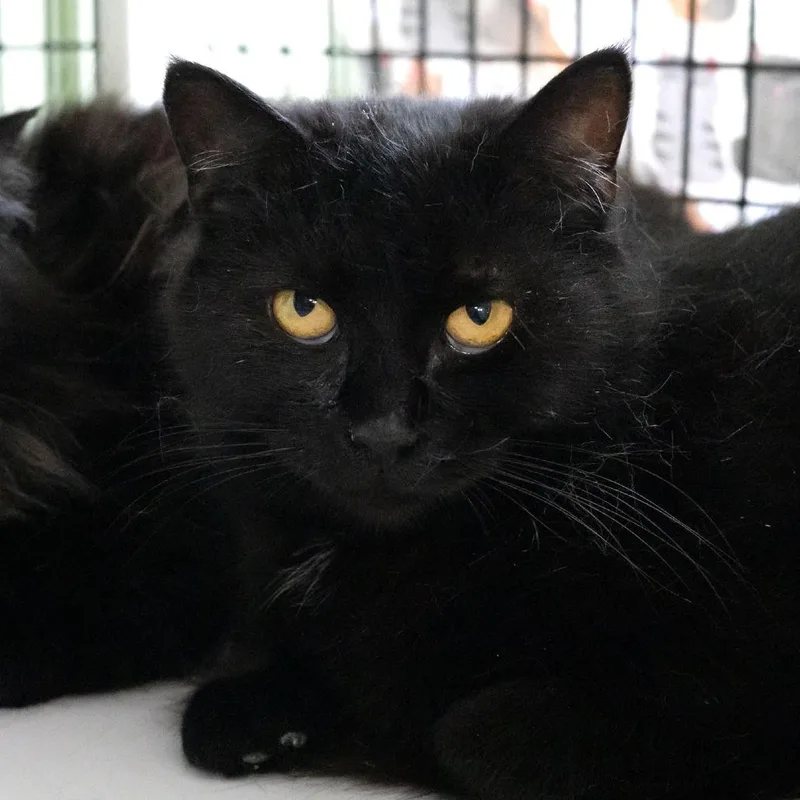 An adult medium-sized female Black Domestic Short Hair cat named Astrid for adoption in McKean, PA