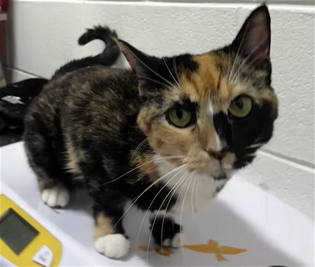 An adult medium-sized female Domestic Short Hair cat named Lilo for adoption in Upper Marlboro, MD