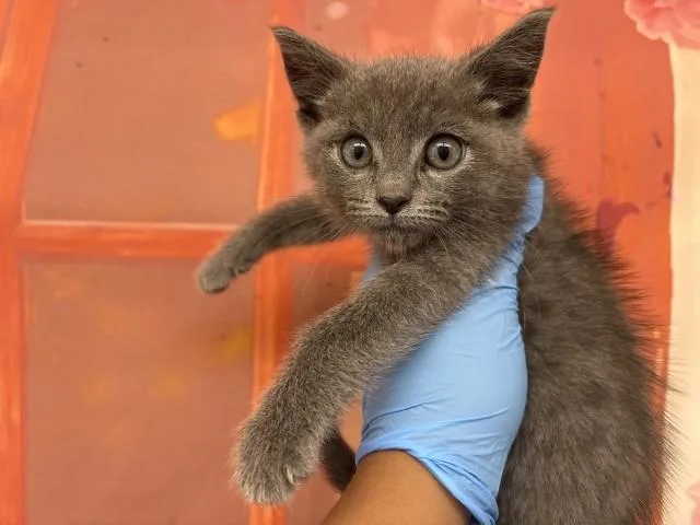 A baby small-sized male Domestic Short Hair cat named Rocky for adoption in San Bernardino, CA