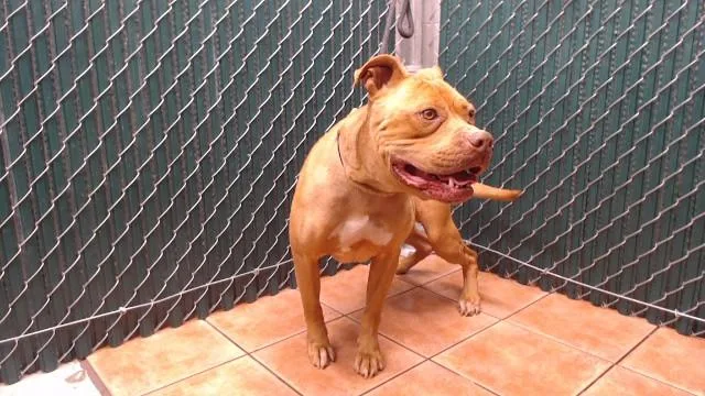 An adult medium-sized male Pit Bull Terrier dog named Brody for adoption in Downey, CA