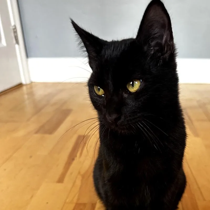 A young large-sized male Black Domestic Short Hair cat named Black Friday for adoption in Los Angeles, CA