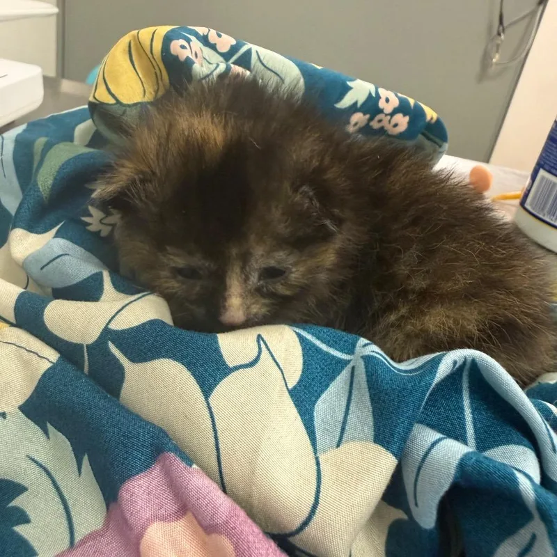 A baby small-sized female Tortoiseshell Domestic Medium Hair cat named Pinky for adoption in Charleston, WV