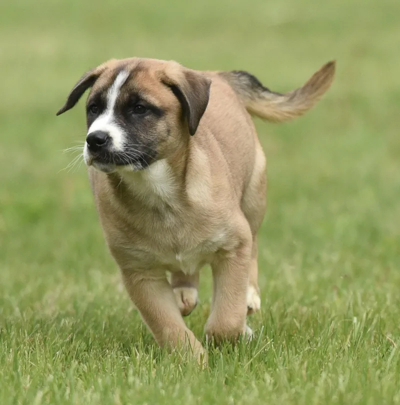 A baby medium-sized male Australian Shepherd dog named Angus for adoption in Mechanicsburg, PA