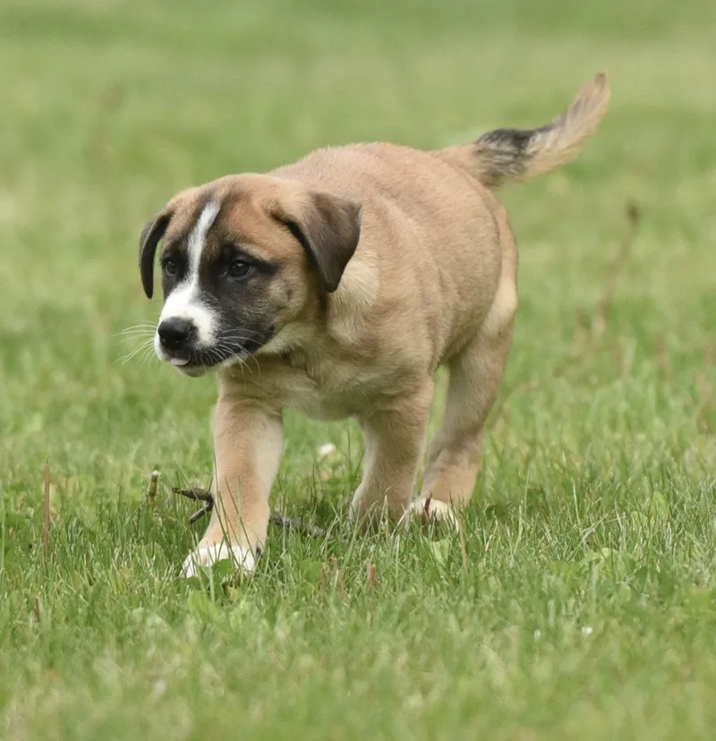 Angus thumbnail 2