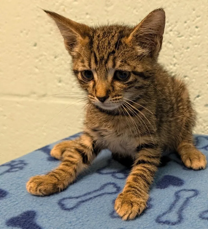 A baby small-sized male Domestic Short Hair cat named Po'boy for adoption in Cape Coral, FL
