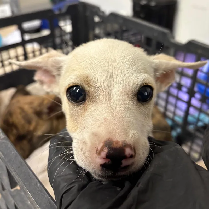 A baby small-sized female White / Cream Chihuahua dog named Summer for adoption in Yuma, AZ
