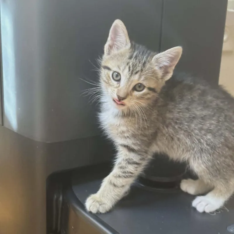 A baby small-sized female Brown / Chocolate Domestic Short Hair cat named Savanna for adoption in Reisterstown, MD