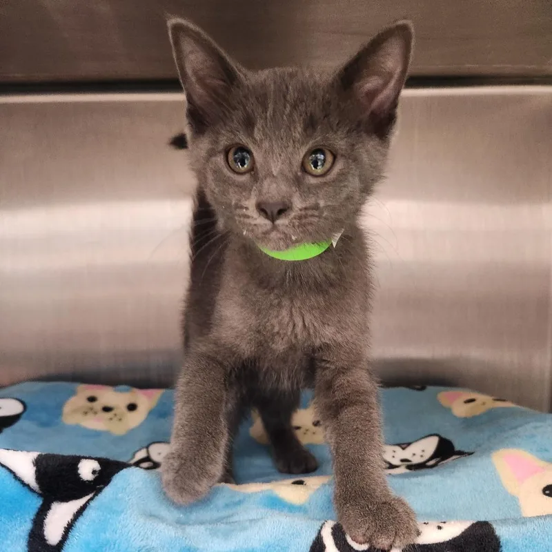 A baby small-sized male Gray / Blue / Silver Domestic Short Hair cat named Onyx for adoption in Fort Wayne, IN