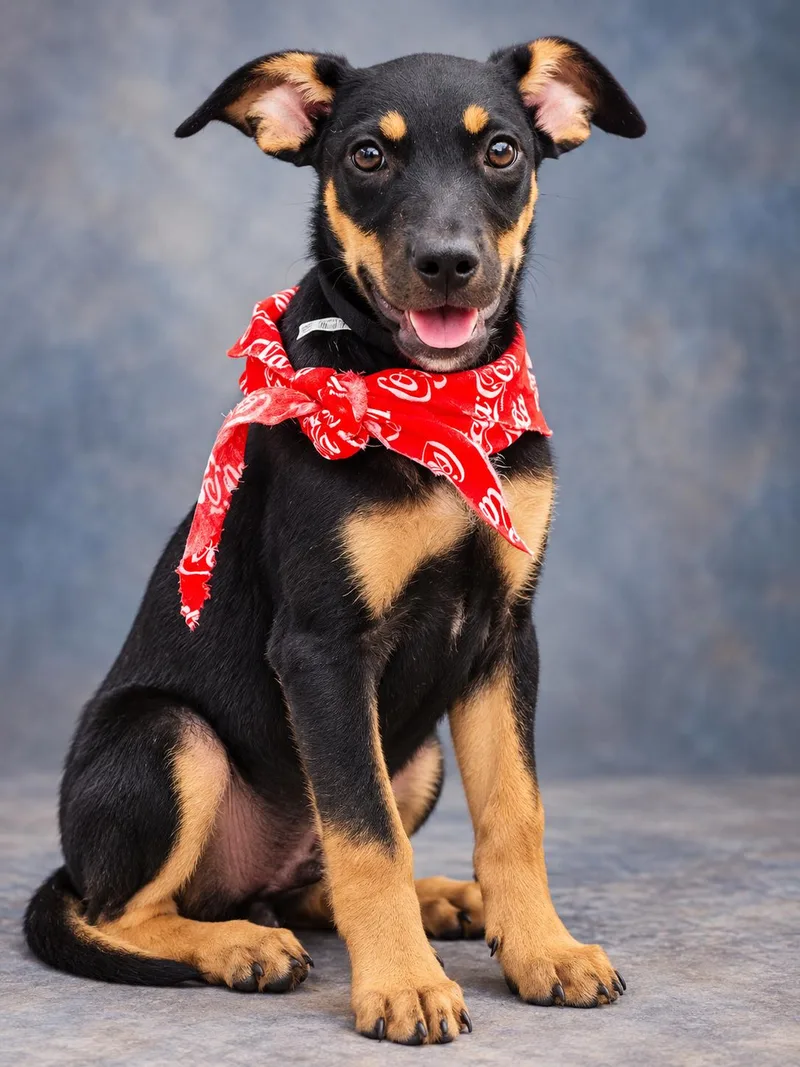 A young medium-sized female Doberman Pinscher dog named Simone for adoption in Nahunta, GA