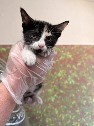A young small-sized female Domestic Short Hair cat named Cece for adoption in San Antonio, TX