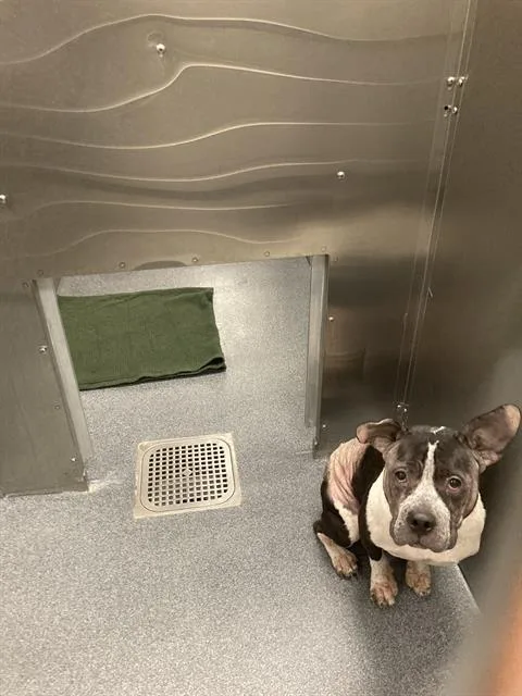 An adult medium-sized female Mixed Breed dog named Helena for adoption in Dallas, TX