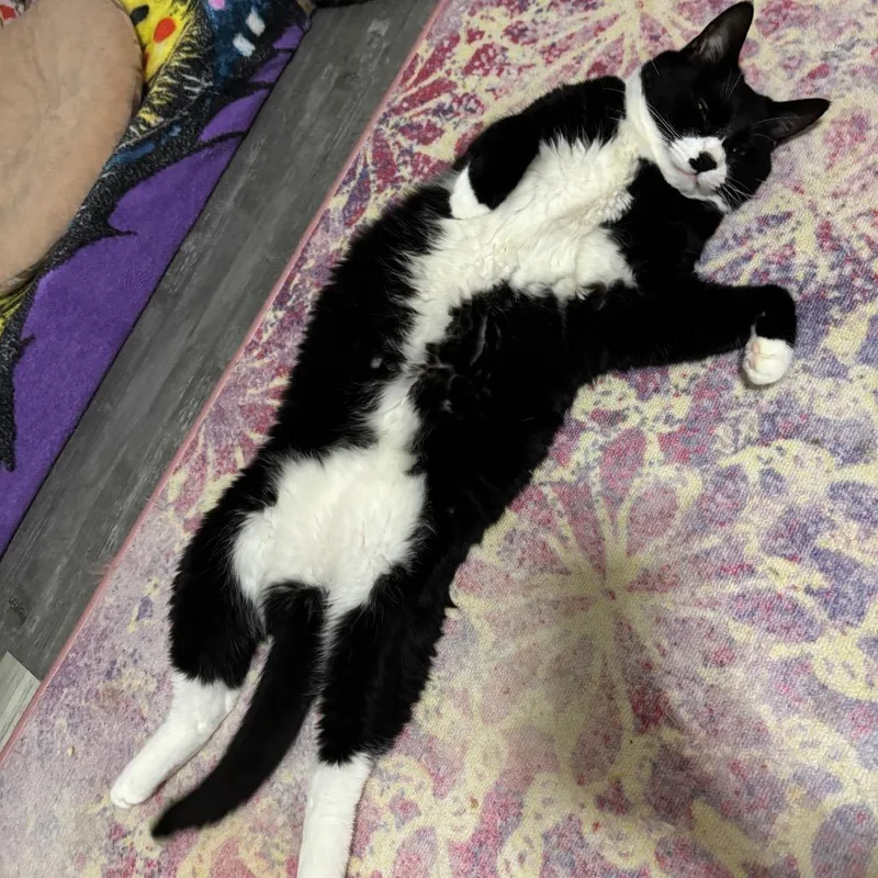 A senior large-sized male Black Domestic Short Hair cat named Pantha for adoption in Middle Village, NY