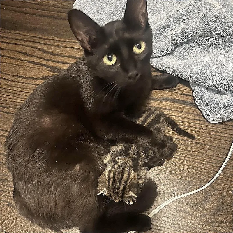A young medium-sized female Black Domestic Short Hair cat named Dahlia for adoption in Pleasant Hill, CA