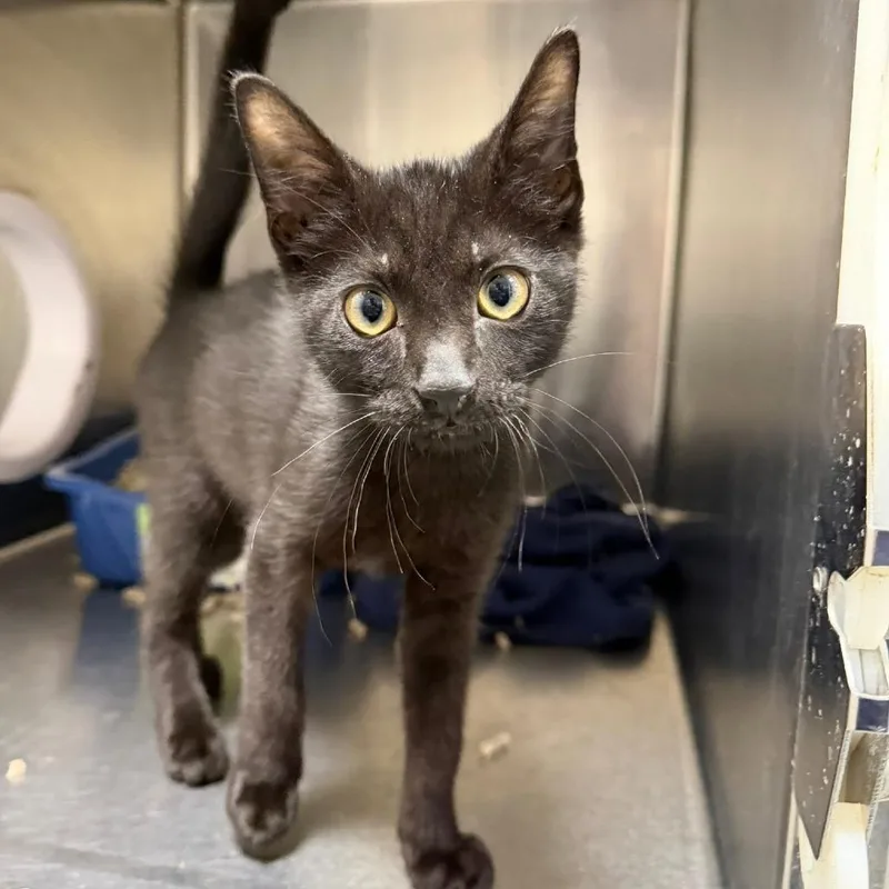 A baby small-sized male Black Domestic Short Hair cat named Ej for adoption in Gainesville, FL