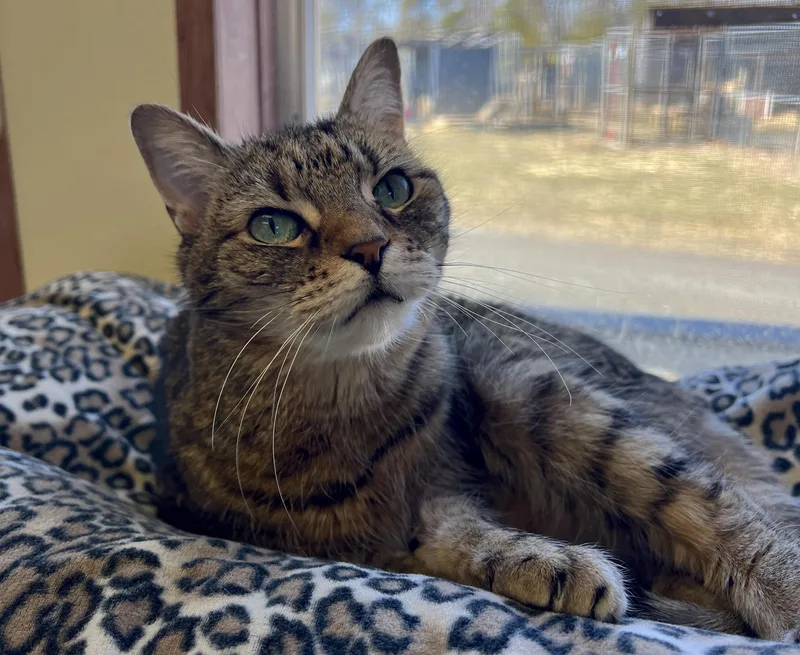 Ms Lucky thumbnail 4