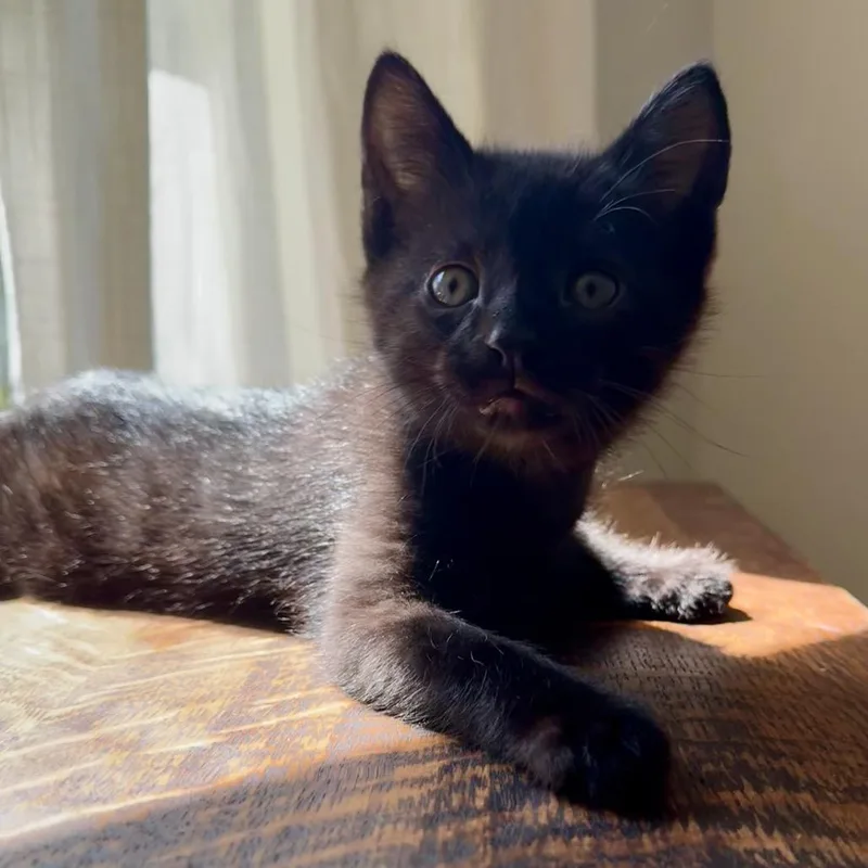 A baby small-sized female Black Domestic Short Hair cat named Cloud for adoption in Tustin, CA