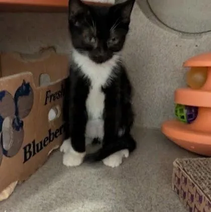 A baby small-sized male Domestic Short Hair cat named Pepper for adoption in Washington, DC