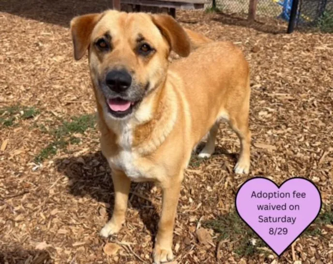 An adult large-sized female Labrador Retriever dog named Annabelle for adoption in Santa Cruz, CA