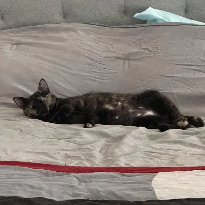 A young medium-sized female Tortoiseshell Domestic Short Hair cat named Moxie C for adoption in Prosper, TX