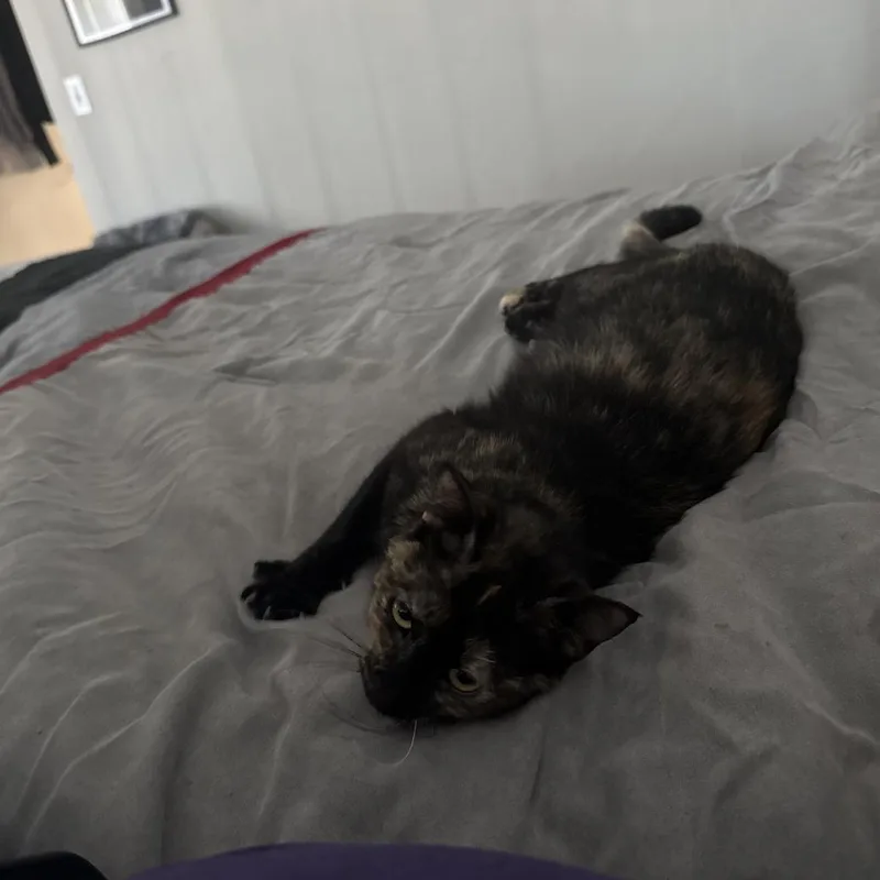Moxie C thumbnail 4