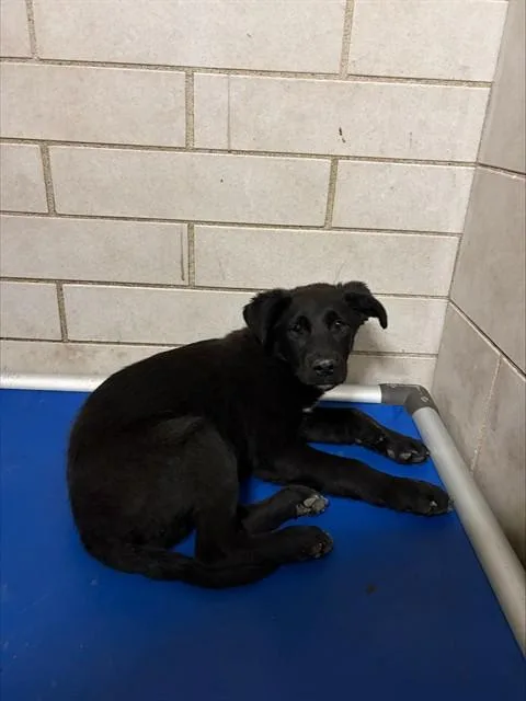 A baby small-sized male Border Collie dog named Arnold for adoption in Stockton, CA