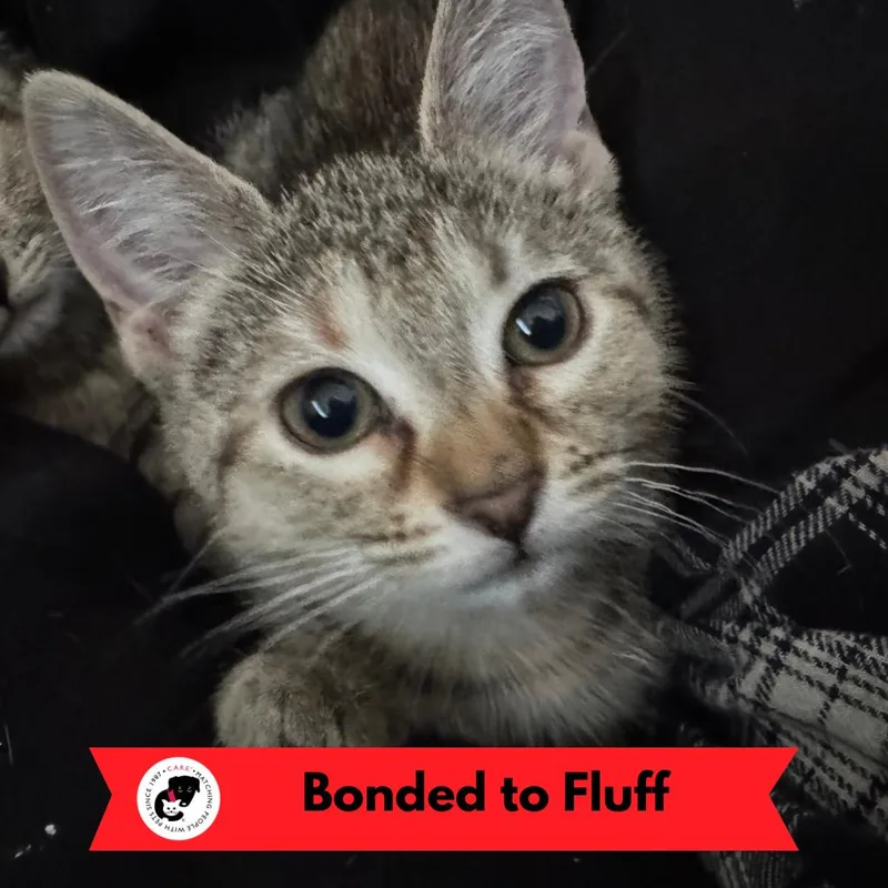 A baby small-sized female Gray / Blue / Silver Domestic Short Hair cat named Cherry for adoption in Skokie, IL