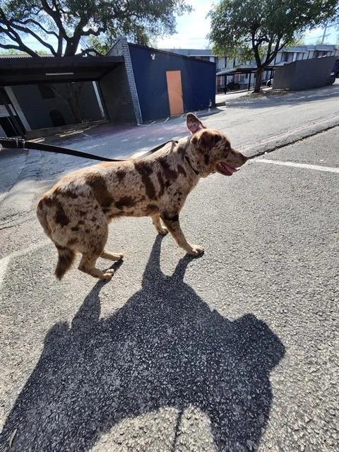A young large-sized male Australian Cattle Dog / Blue Heeler dog named Clifford for adoption in San Antonio, TX
