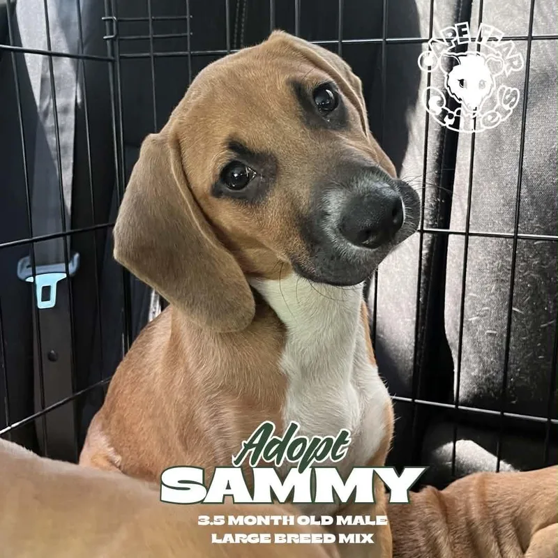 Sammy
