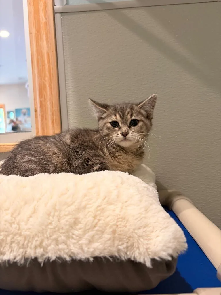 A baby medium-sized female Domestic Short Hair cat named H Harmony for adoption in Ashland, WI