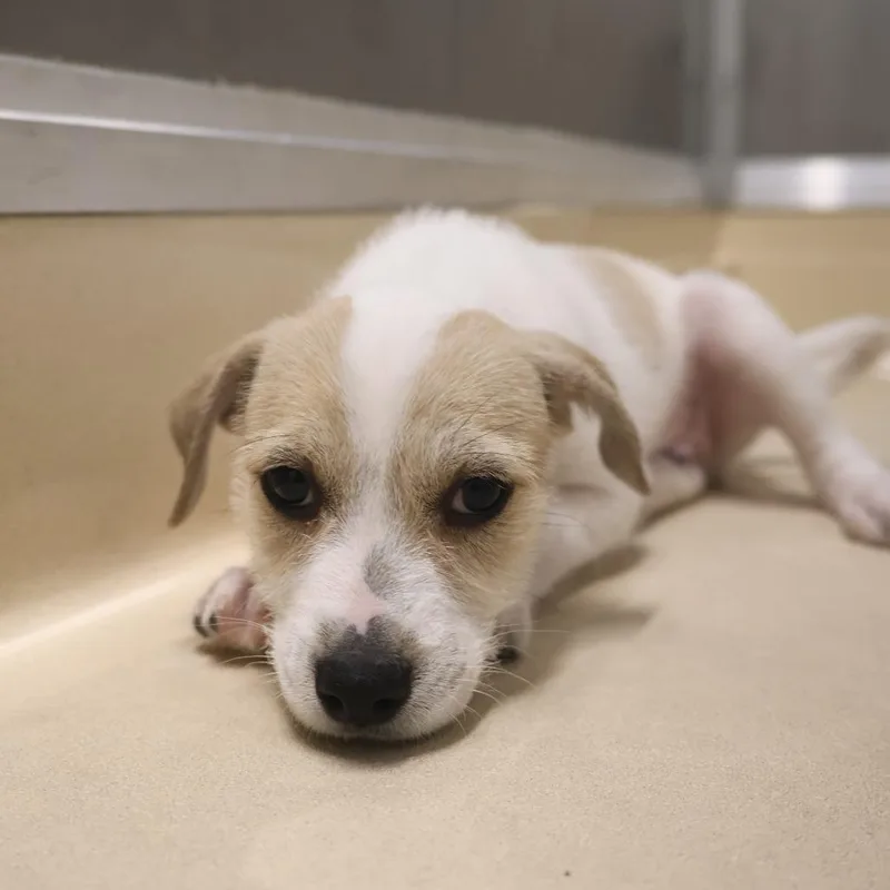 A baby small-sized male White / Cream Jack Russell Terrier dog named Johnny for adoption in Briarcliff Manor, NY