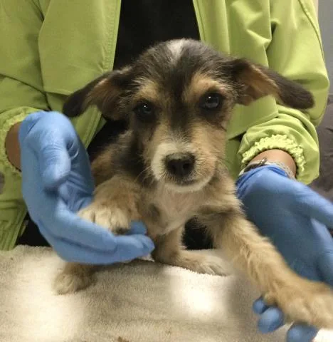 A baby small-sized female Terrier dog named Clarita for adoption in Riverside, CA