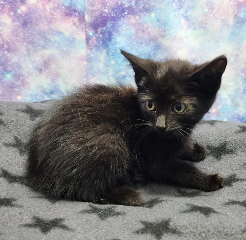 A baby small-sized male Domestic Short Hair cat named Jaguar for adoption in Washington Court House, OH