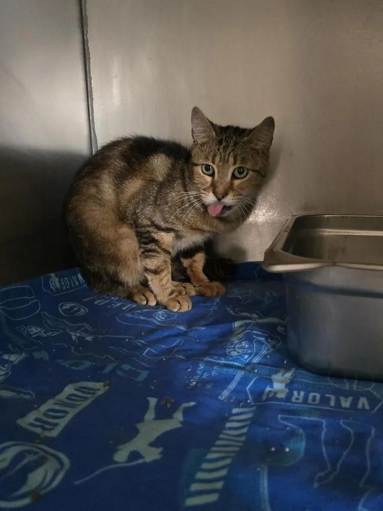 An adult small-sized female Domestic Short Hair cat named Grizz for adoption in Pine Grove, PA