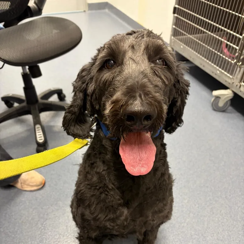 An adult large-sized male Black Golden Retriever dog named Atlas for adoption in St Joseph, MO