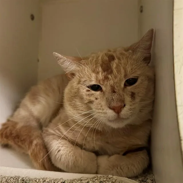 An adult medium-sized male Domestic Short Hair cat named Cheeto for adoption in Riverside, CA