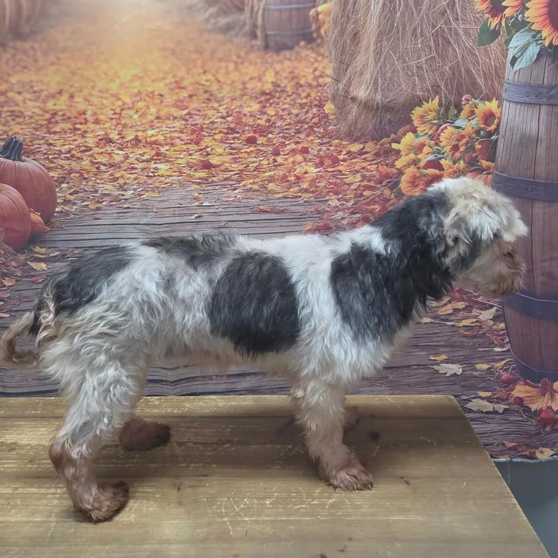 A senior small-sized female Brown / Chocolate Havanese dog named Nadia for adoption in Normal, IL
