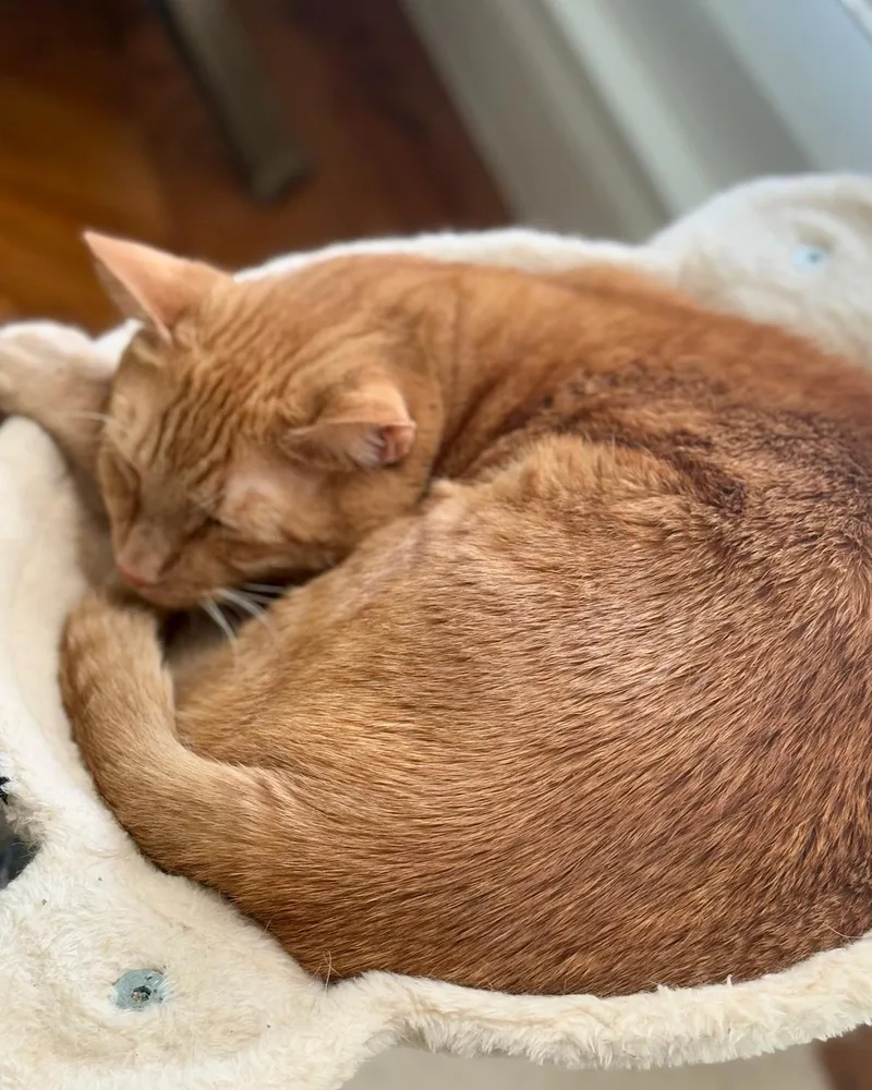 An adult large-sized male Orange / Red Domestic Short Hair cat named Denver for adoption in Frisco, TX