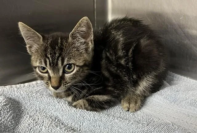A baby small-sized female Domestic Short Hair cat named Minnie for adoption in Norco, CA