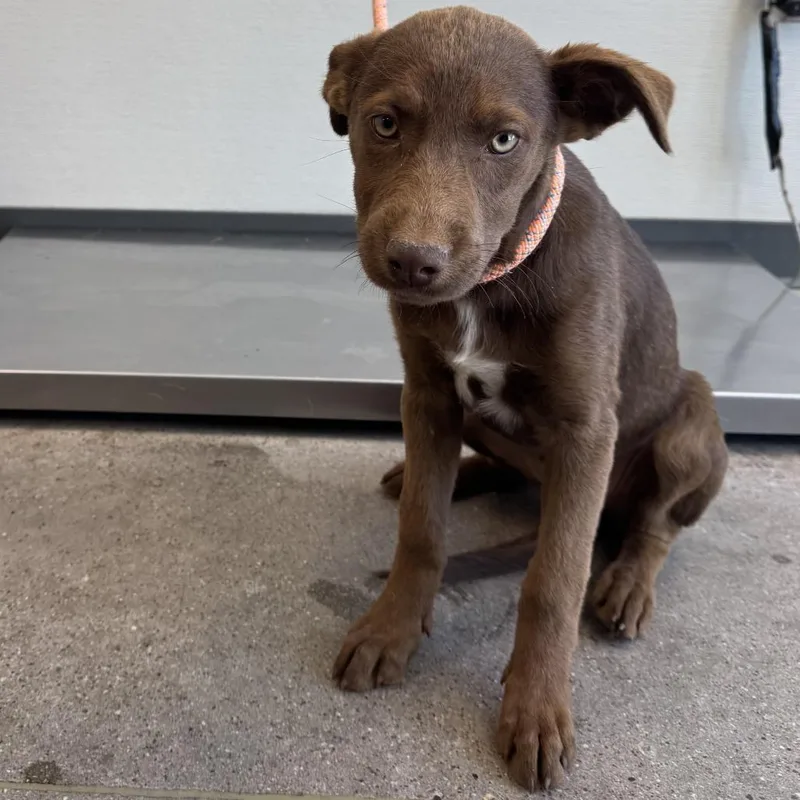 A baby medium-sized female Brown / Chocolate Mixed Breed dog named Rue for adoption in Las Cruces, NM