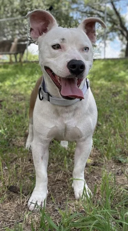 An adult medium-sized male Terrier dog named Milo for adoption in San Antonio, TX