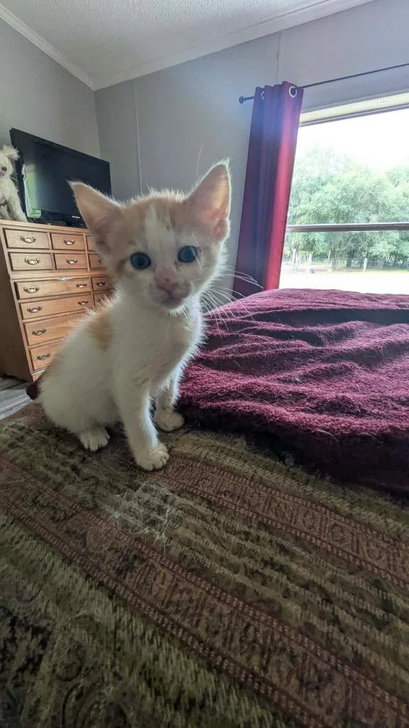 A baby medium-sized male Domestic Short Hair cat named Roberto for adoption in Tampa, FL