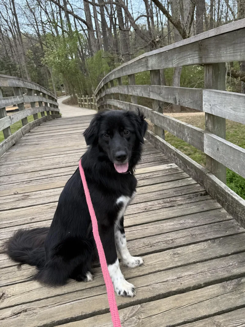 A young medium-sized female Black Border Collie dog named Myla for adoption in Salisbury, NC