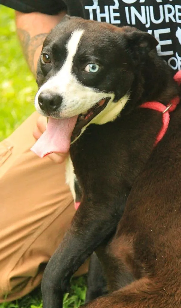 A young medium-sized male Siberian Husky dog named Lucas for adoption in Utica, MI