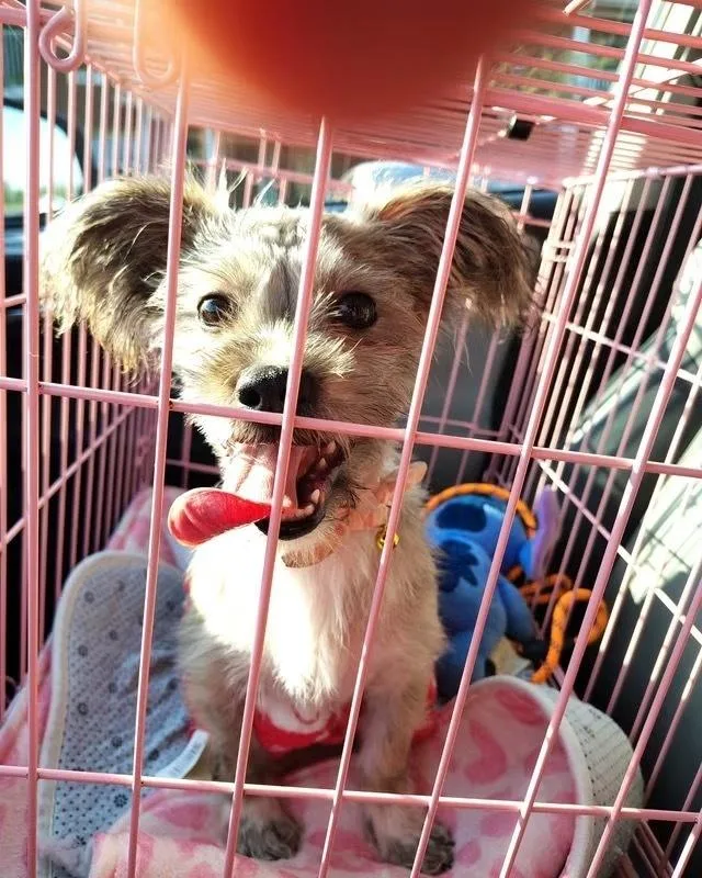 A baby small-sized female Shih Tzu dog named Renee for adoption in Evansville, IN